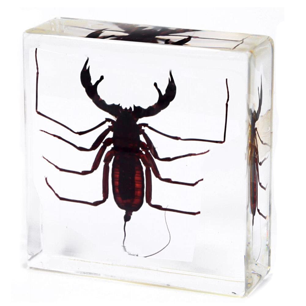 Amazon.co.jp: 科学教育のための動物の鞭サソリ標本デスク文鎮剥製